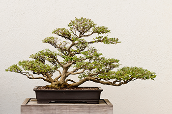 bonsai2